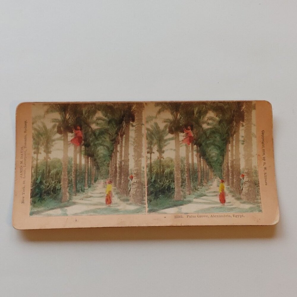 ANTIQUE Stereograph Card PALM GROVE Alexandria EGYPT Colour Card 1898